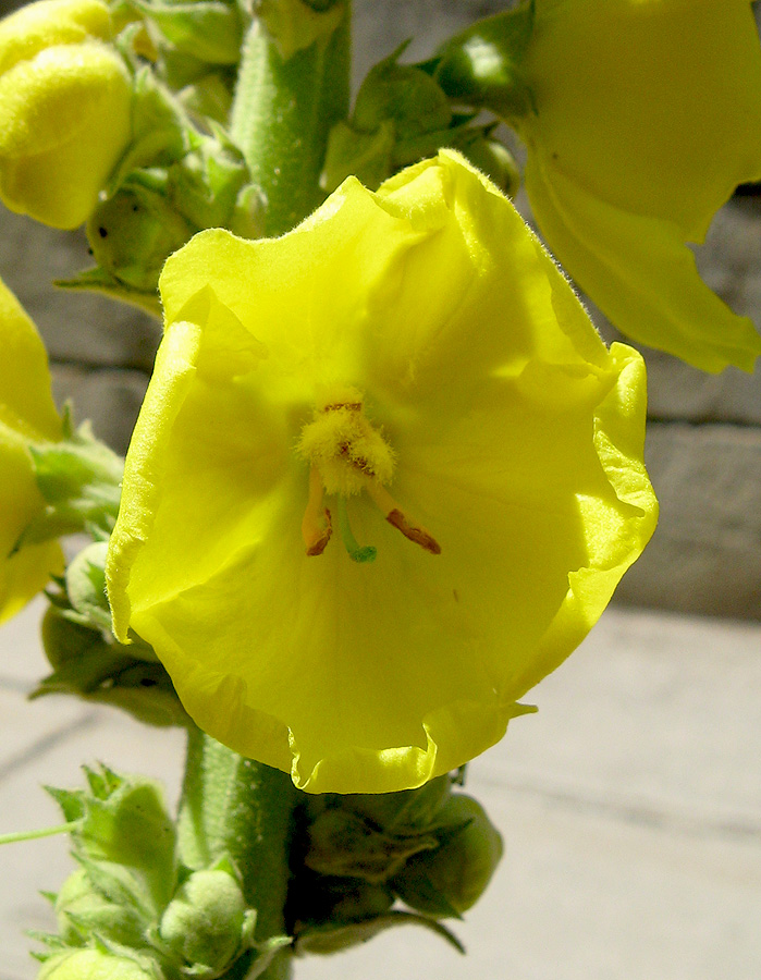 Изображение особи Verbascum phlomoides.