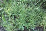 Androsace filiformis. Соцветия. Иркутская обл., окр. г. Усть-Кут, руч. Мельничный. 29.06.2013.