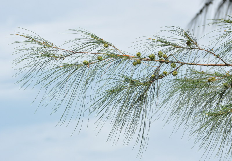 Изображение особи Casuarina equisetifolia.