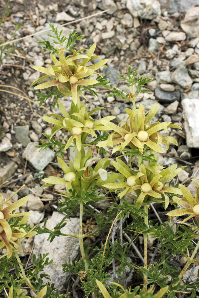 Image of Lagochilus occultiflorus specimen.
