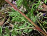 Artemisia tanacetifolia. Нижняя часть побега цветущего растения. Архангельская обл., Холмогорский р-н, окр. пос. Усть-Пинега, крутой берег р. Пинега. 20.07.2013.