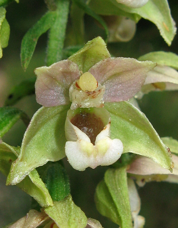 Image of Epipactis helleborine specimen.
