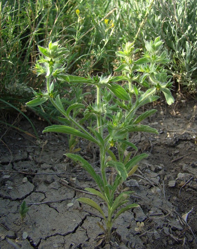 Image of Sideritis montana specimen.