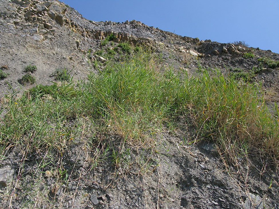 Изображение особи Phragmites australis.