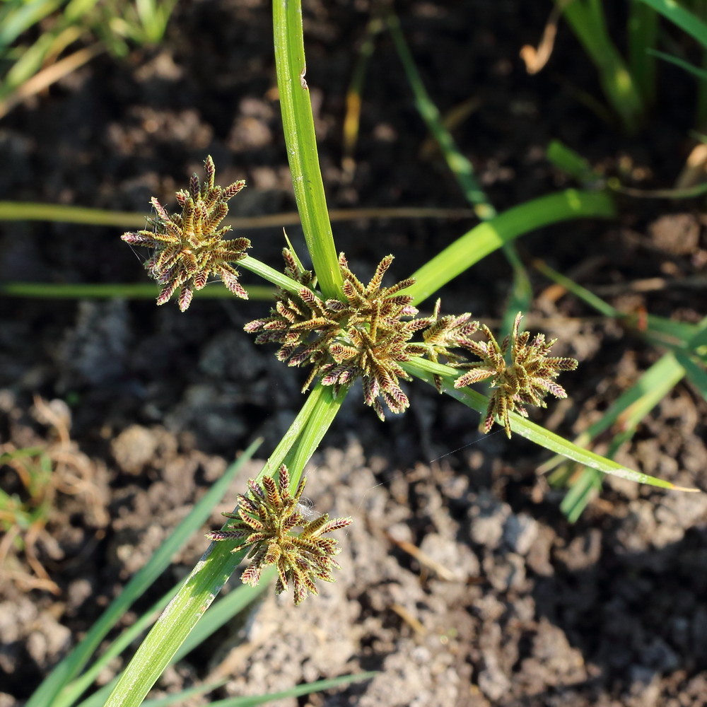 Image of Cyperus fuscus specimen.