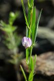 Lathyrus inconspicuus. Часть побега с цветком. Южный Казахстан, хр. Боролдайтау, ущ. Кенозен. 22.04.2013.