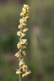 Artemisia tanacetifolia