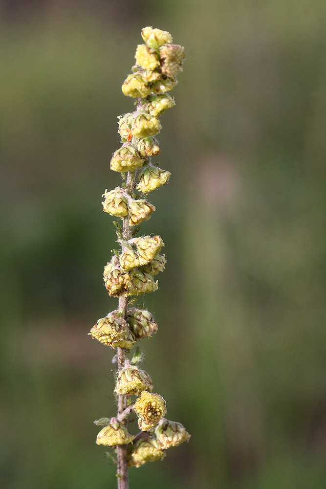 Изображение особи Artemisia tanacetifolia.