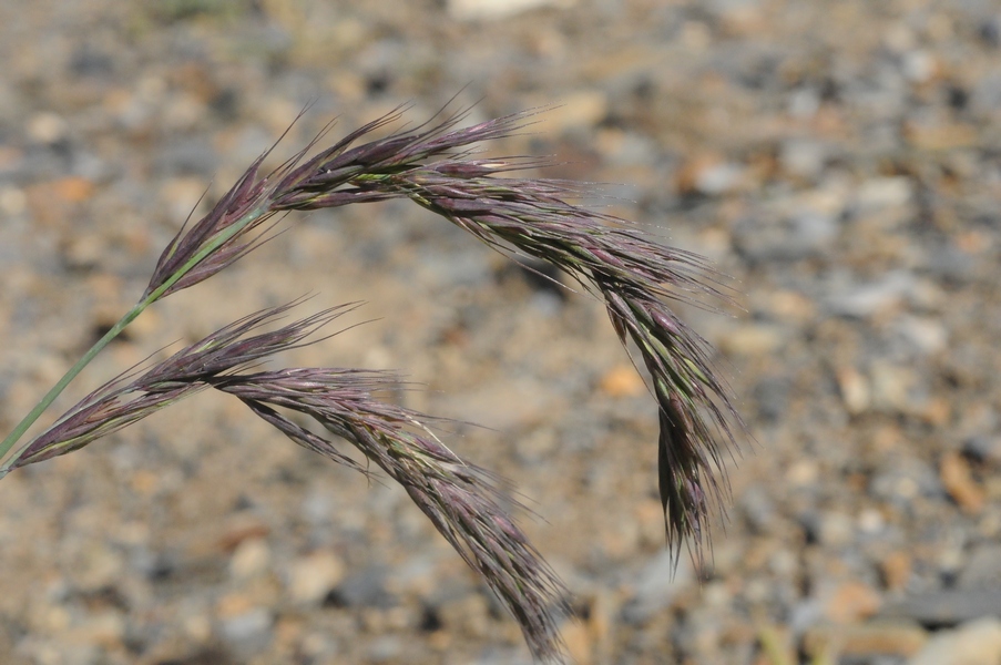 Изображение особи Elymus schrenkianus.