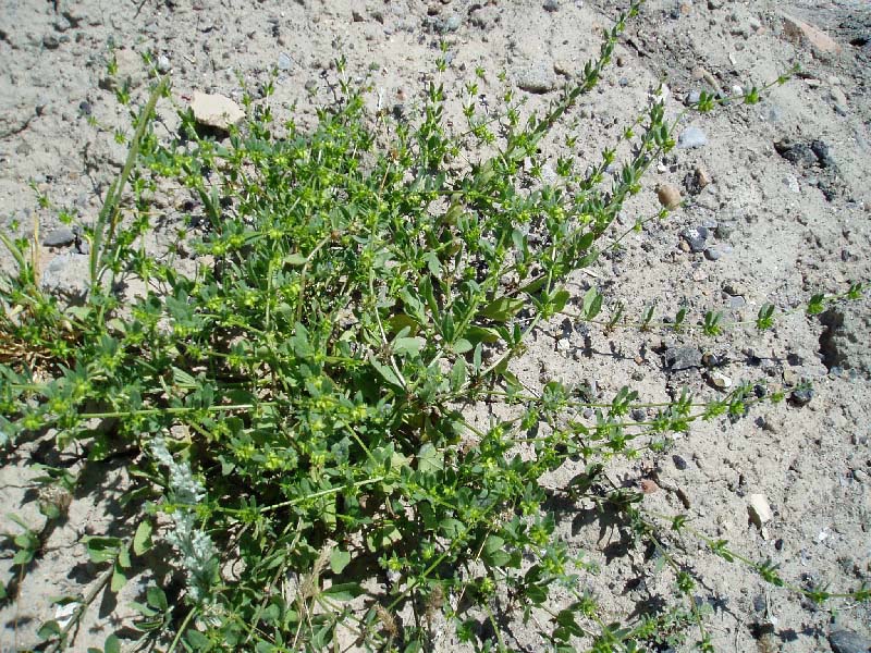 Image of Asperugo procumbens specimen.