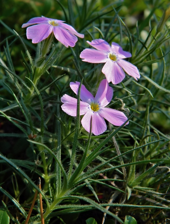 Image of Phlox sibirica specimen.