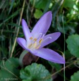 Colchicum autumnale. Цветок. Украина, Ивано-Франковская обл., Косовский р-н, с. Шешоры, НПП \"Гуцульщина\", окраина сада возле лесничества. 6 сентября 2013 г.