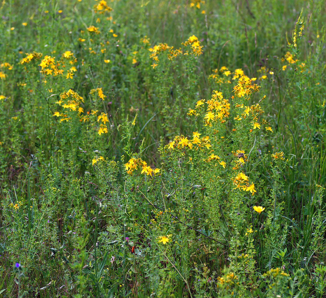 Изображение особи Hypericum perforatum.