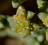 Anabasis setifera