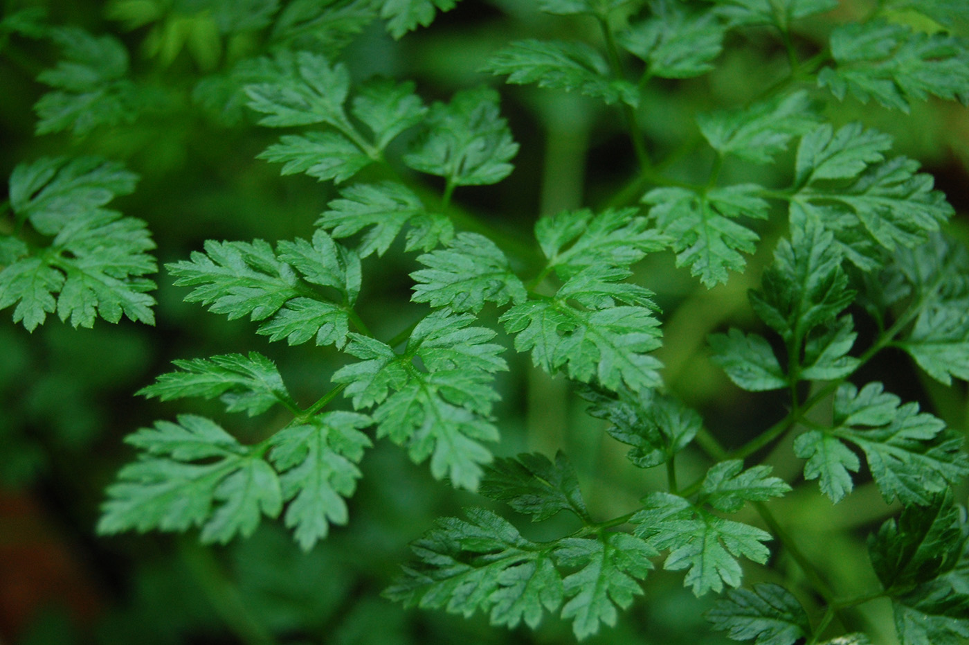 Image of Anthriscus cerefolium specimen.