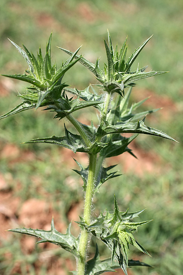 Image of Carthamus × turkestanicus specimen.