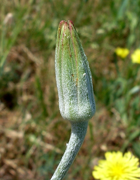 Изображение особи Tragopogon dasyrhynchus.