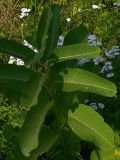 Asclepias syriaca. Олиственный стебель (высота 80 см). Киев, берег Святошинского озера. 14 августа 2008 г.