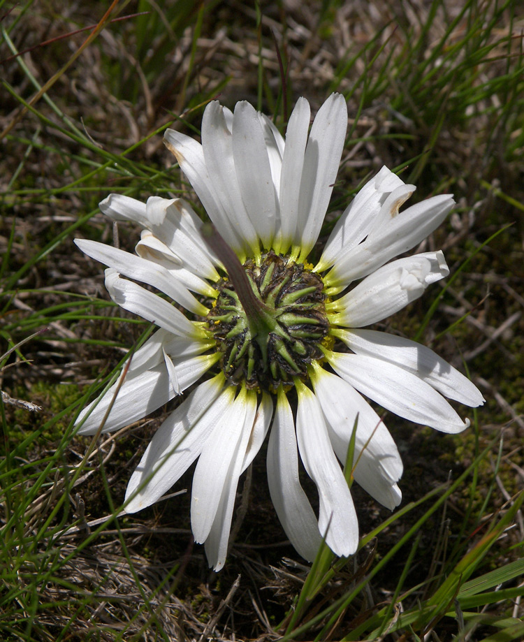 Image of Tripleurospermum elongatum specimen.