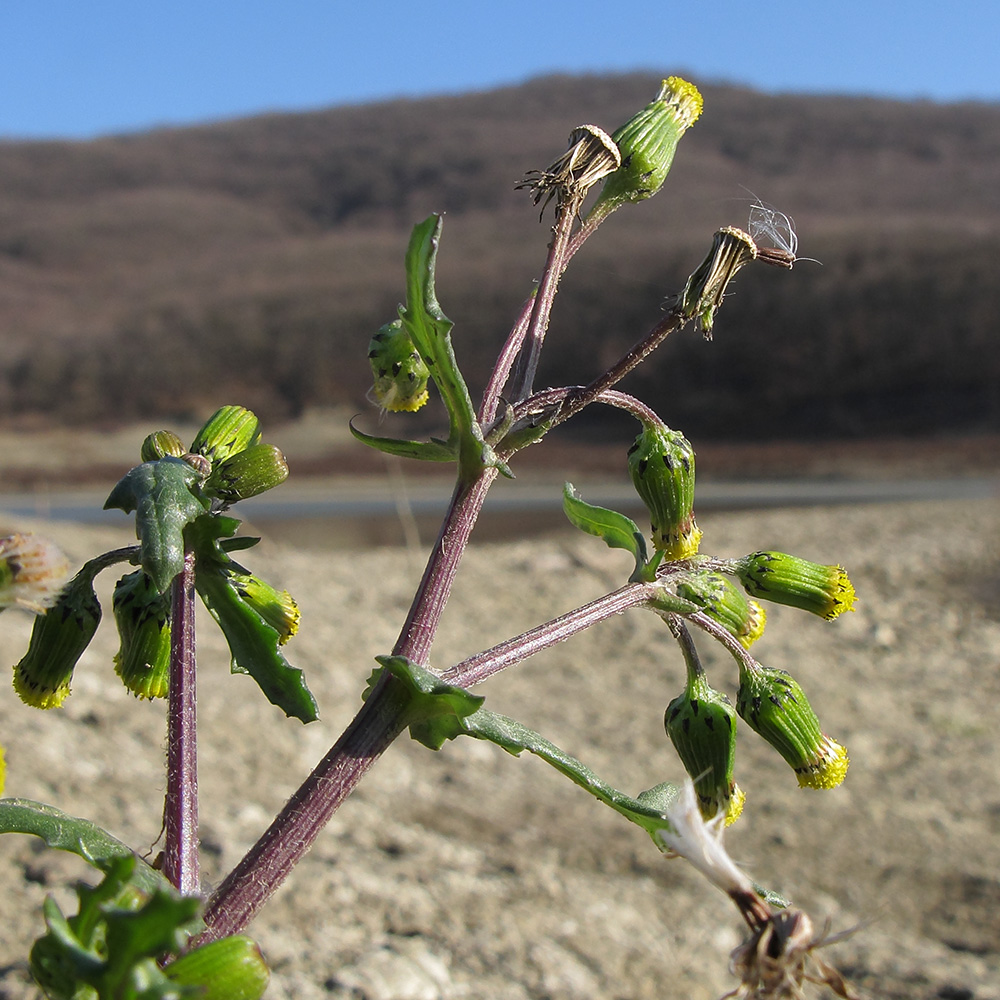 Изображение особи Senecio vulgaris.