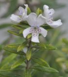 Westringia fruticosa