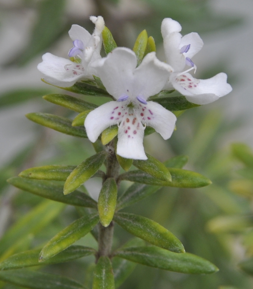 Image of Westringia fruticosa specimen.