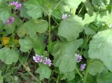 Malva mauritiana