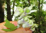 Aconitum sczukinii