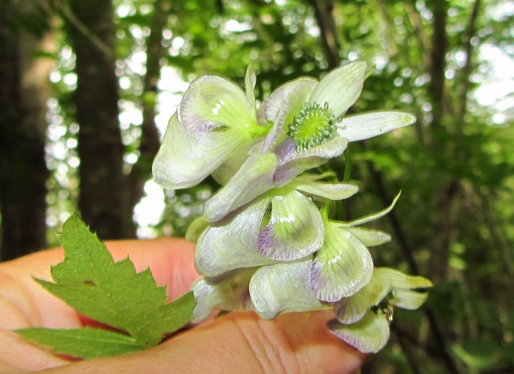 Изображение особи Aconitum sczukinii.