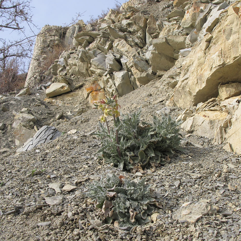 Изображение особи Matthiola odoratissima.