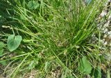 genus Carex. Цветущее растение. Нагорный Карабах, окр. г. Шуши, Унотское ущелье. 05.05.2013.