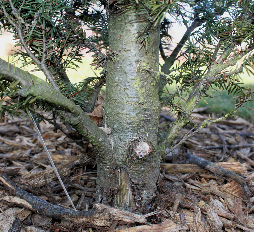 Image of Abies balsamea specimen.