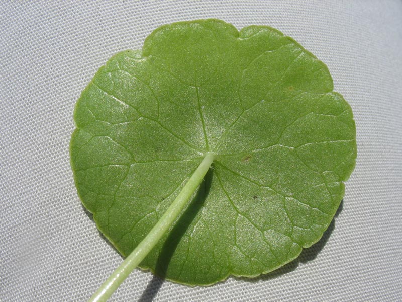 Image of Hydrocotyle vulgaris specimen.