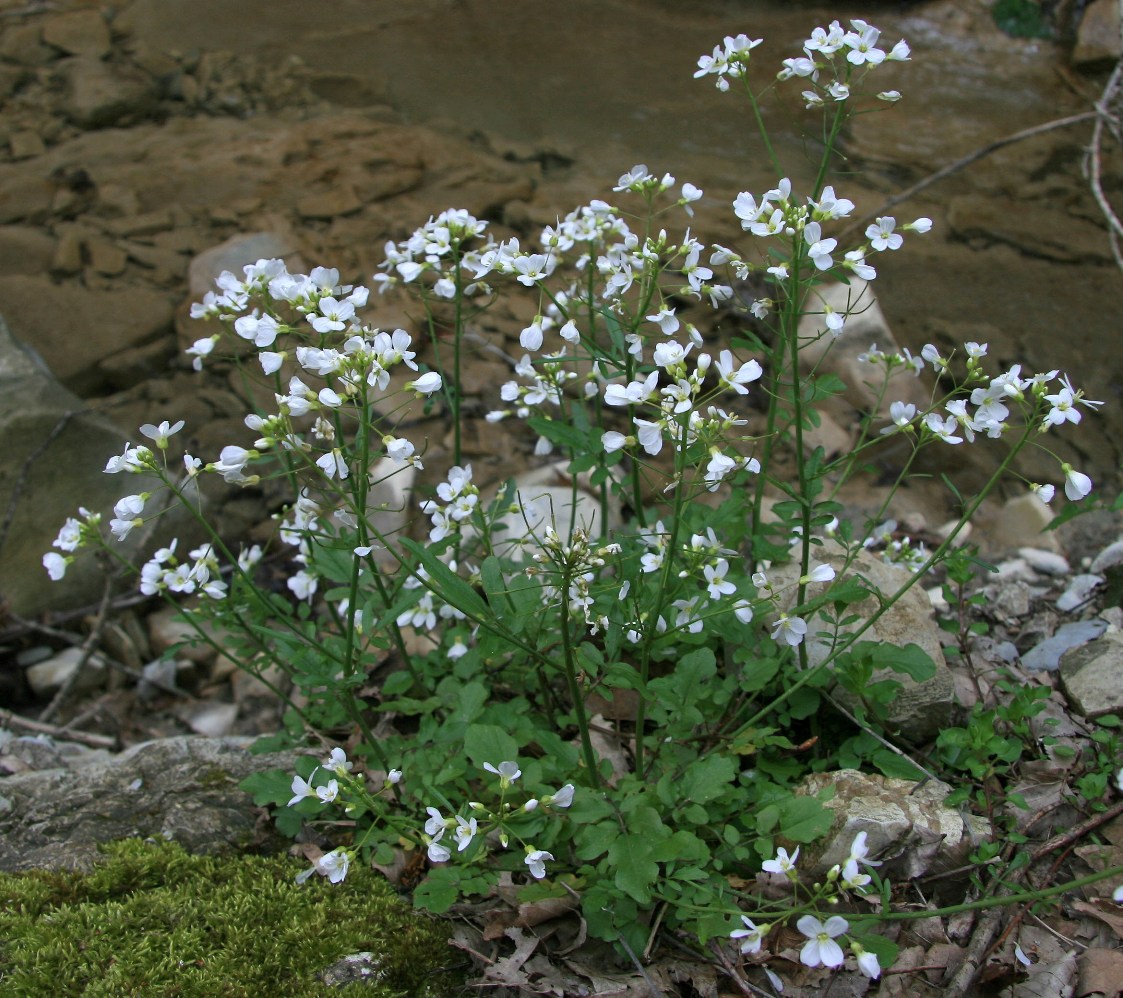 Изображение особи Cardamine tenera.