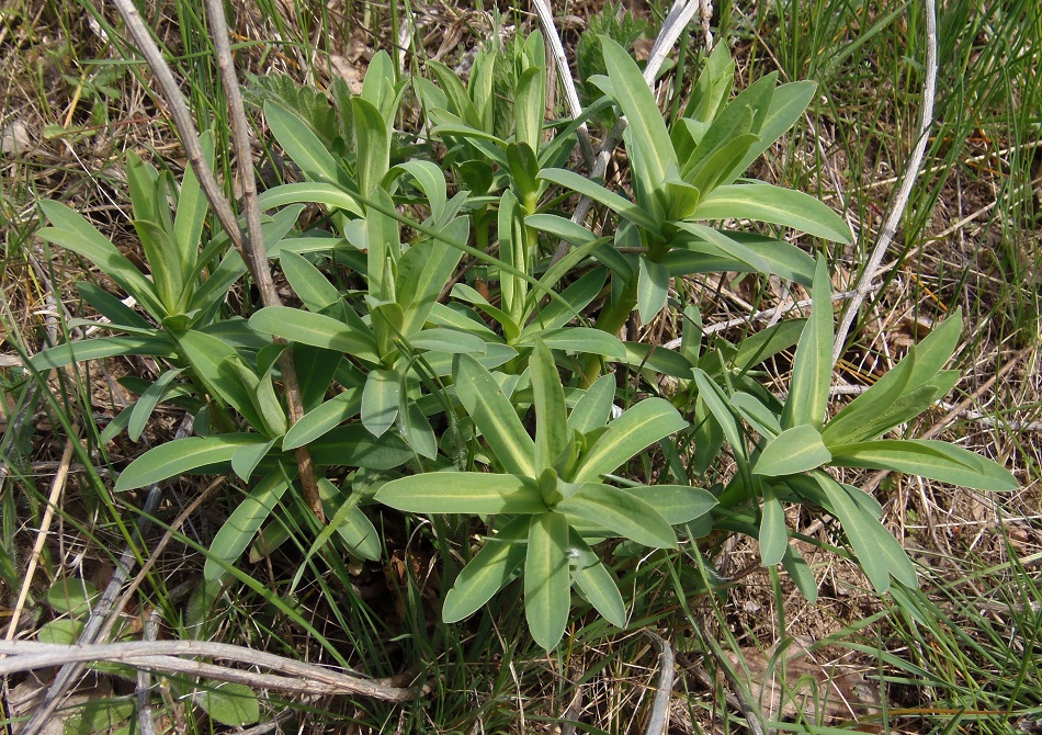 Изображение особи Euphorbia seguieriana.