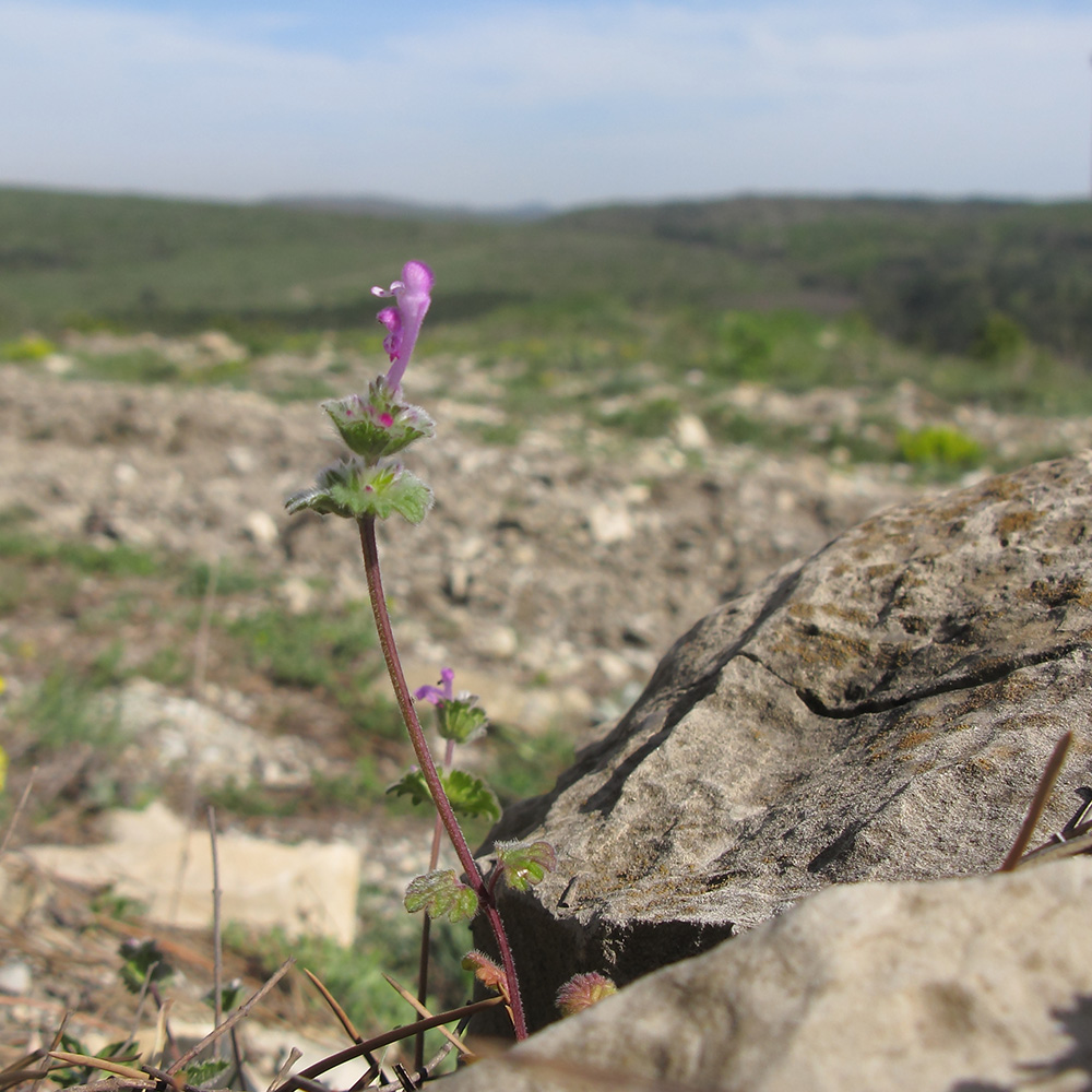 Image of Lamium amplexicaule specimen.