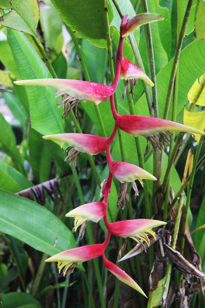 Изображение особи Heliconia rostrata.