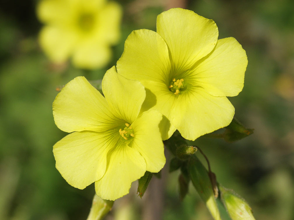 Image of Oxalis pes-caprae specimen.