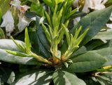 Rhododendron catawbiense. Верхушка ветки с молодыми побегами ('Grandiflora'). Германия, г. Дюссельдорф, Ботанический сад университета. 04.05.2014.