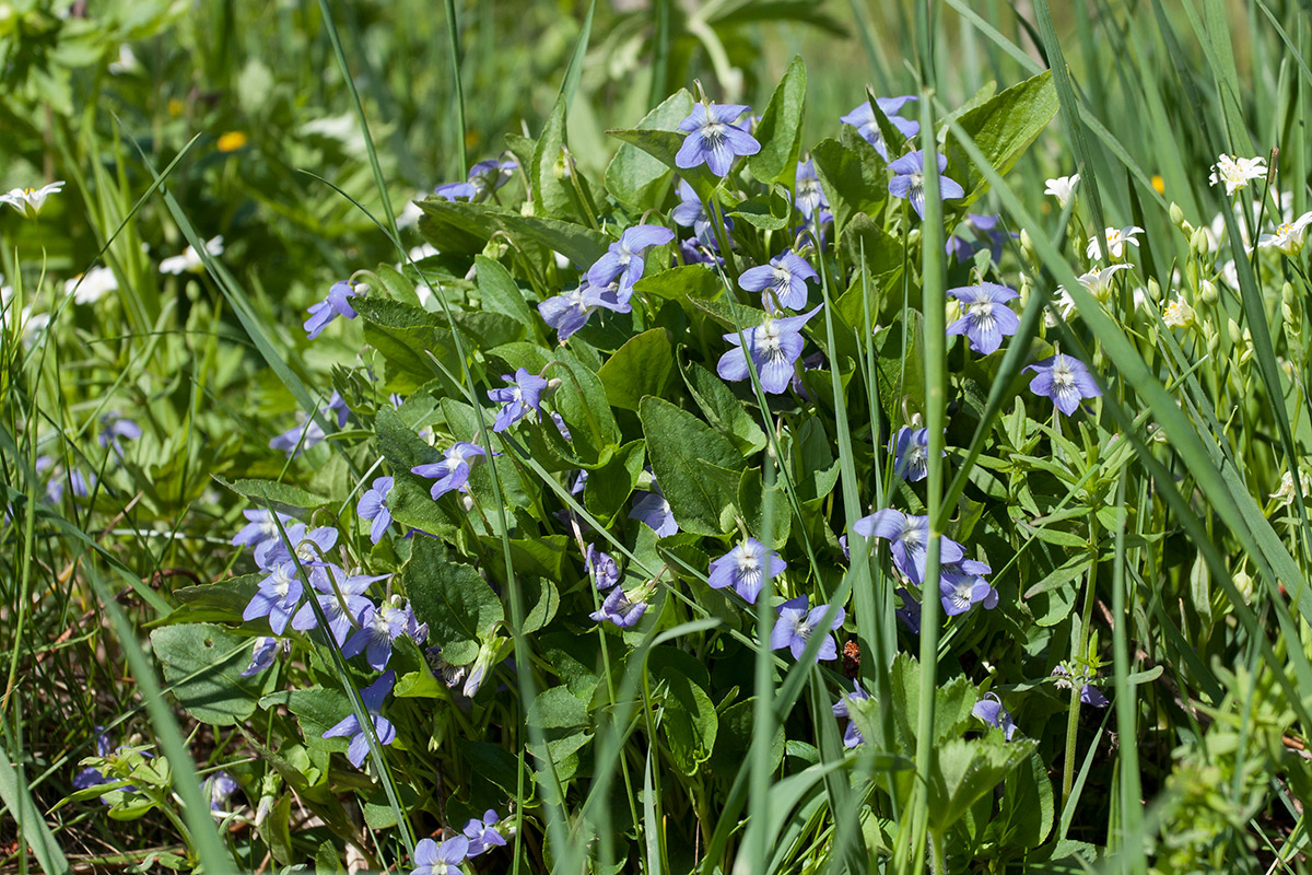 Image of Viola canina specimen.