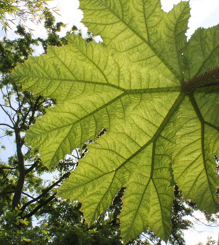 Изображение особи Gunnera tinctoria.