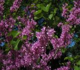 Cercis siliquastrum