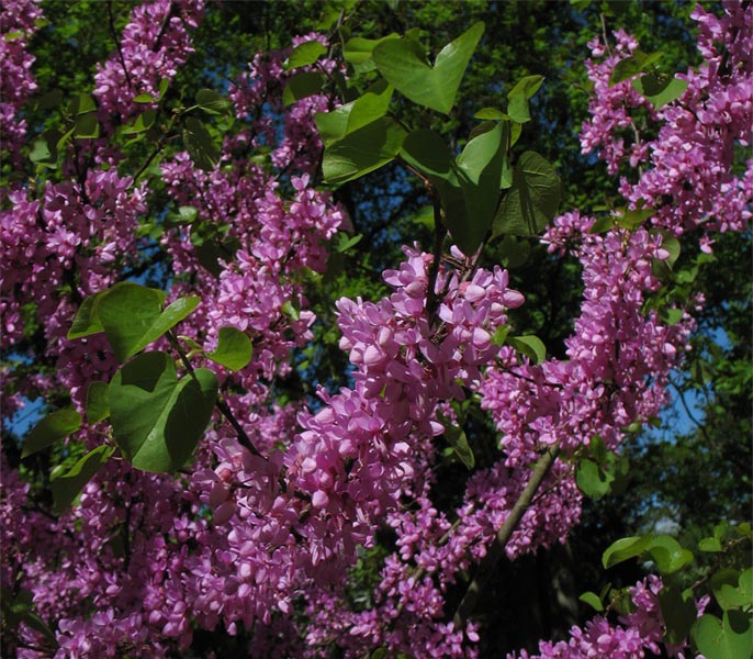 Изображение особи Cercis siliquastrum.