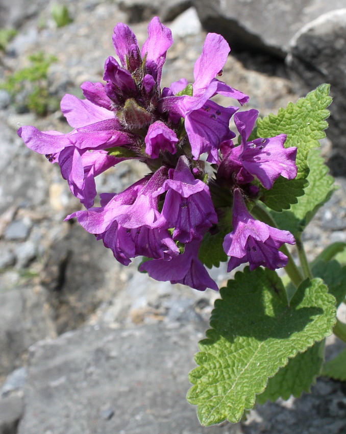 Image of Betonica macrantha specimen.