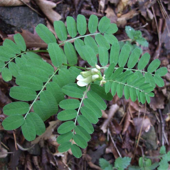 Image of Vicia abbreviata specimen.