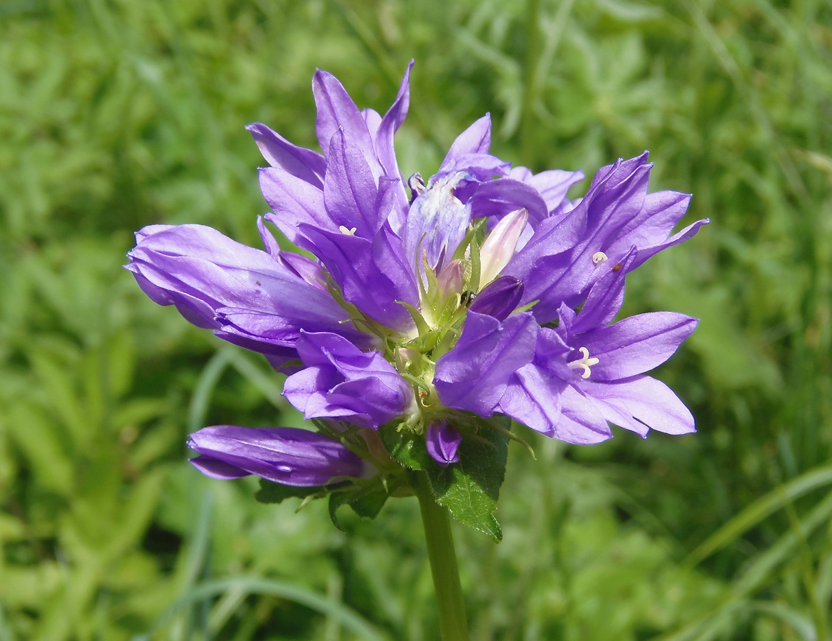 Image of Campanula glomerata specimen.