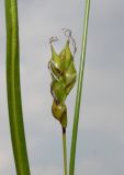 Carex depauperata. Соплодие и средняя часть листа. Германия, г. Дюссельдорф, Ботанический сад университета. 02.06.2014.