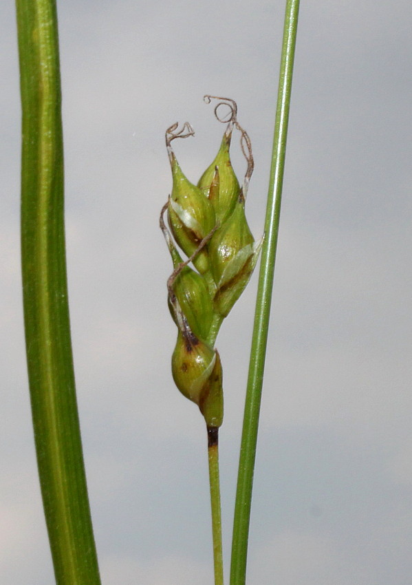 Image of Carex depauperata specimen.