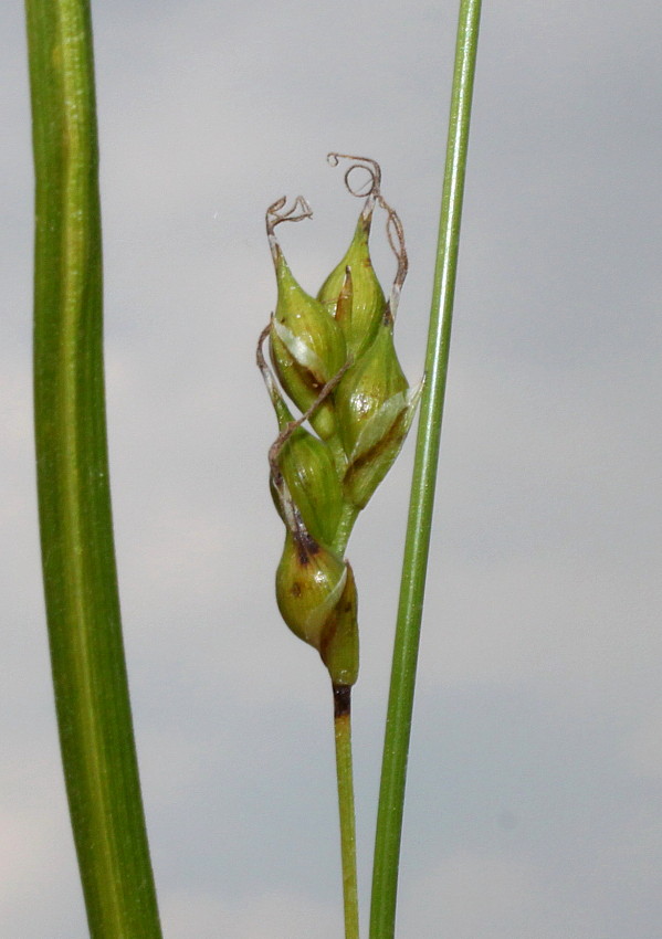 Изображение особи Carex depauperata.