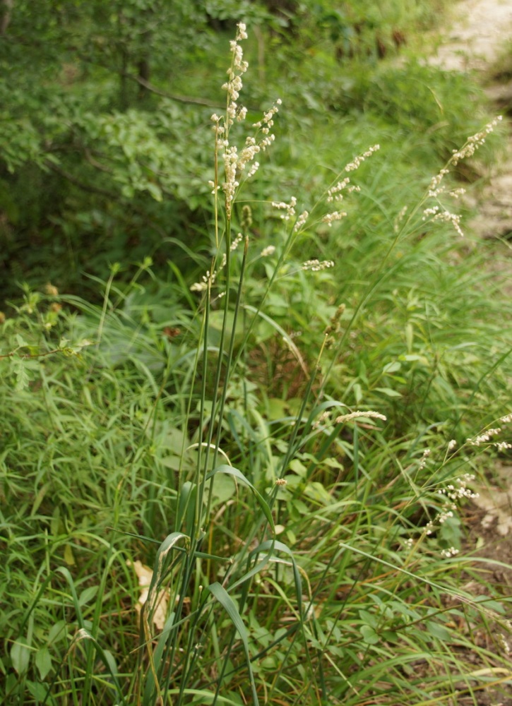 Image of Briza elatior specimen.